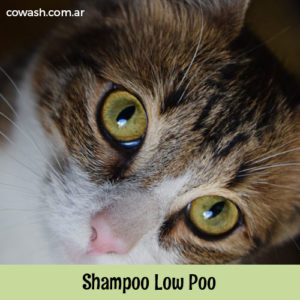 Shampoo para low poo